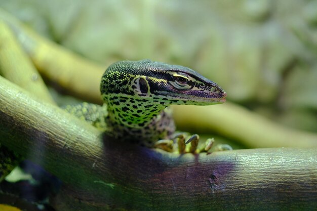 Photo close-up of lizard