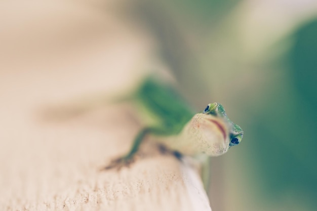 Photo close-up of lizard