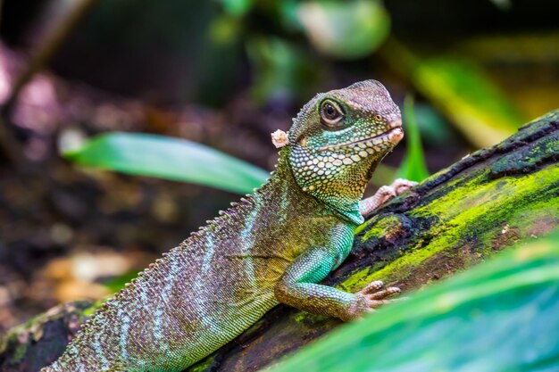 Close-up of a lizard