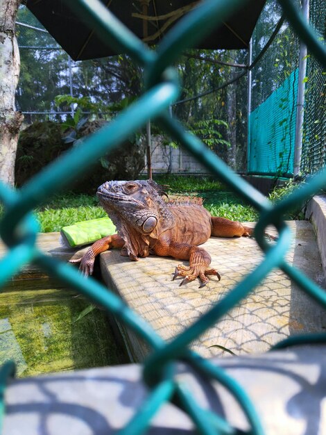 Photo close-up of lizard