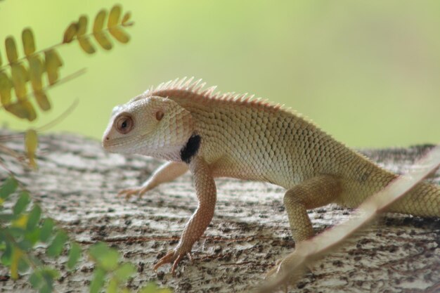 Close-up of lizard