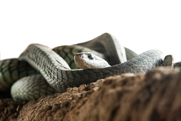 Photo close-up of lizard