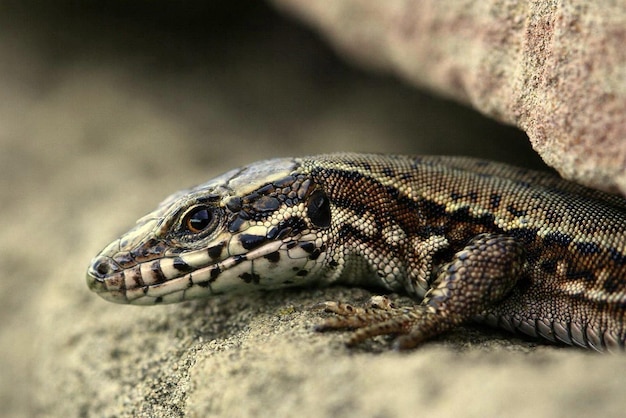 close-up of lizard