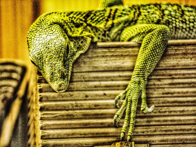 Photo close-up of a lizard