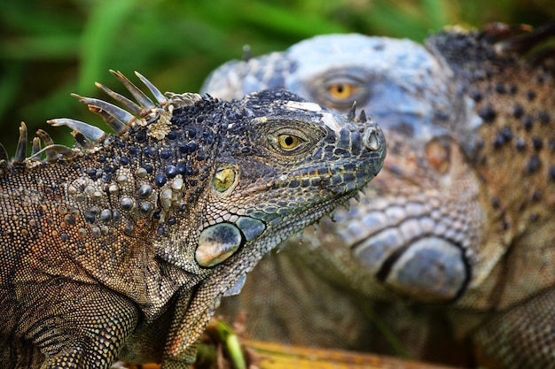 close-up of a lizard
