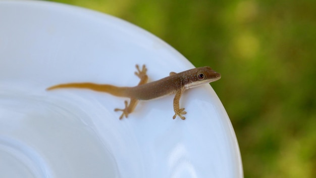 Photo close-up of lizard