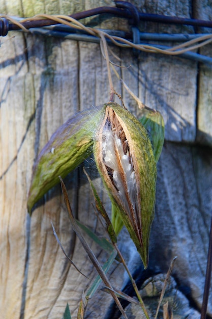 Photo close-up of lizard