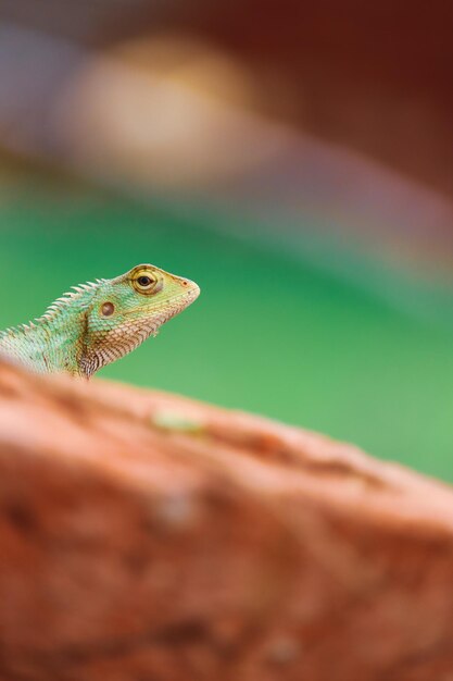 Close-up of a lizard