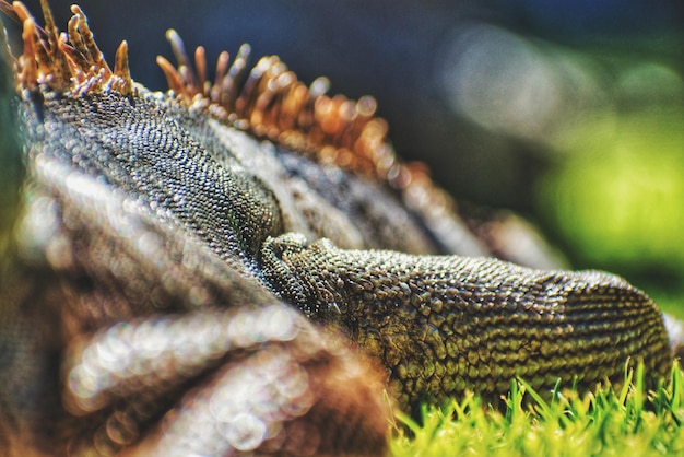 Close-up of lizard