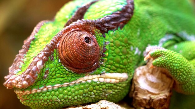 A close up of a lizard