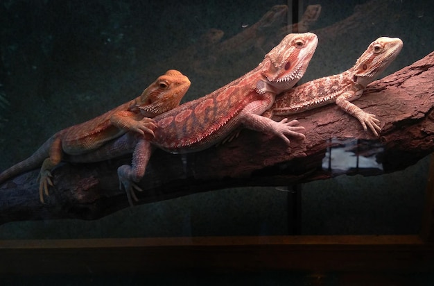 close-up of lizards on branch