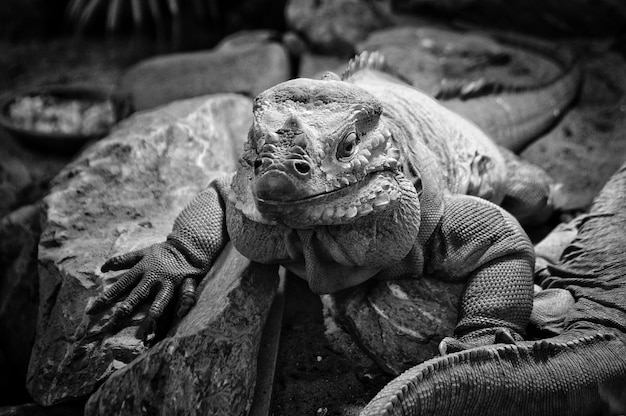 動物園の岩の上にあるトカゲのクローズアップ