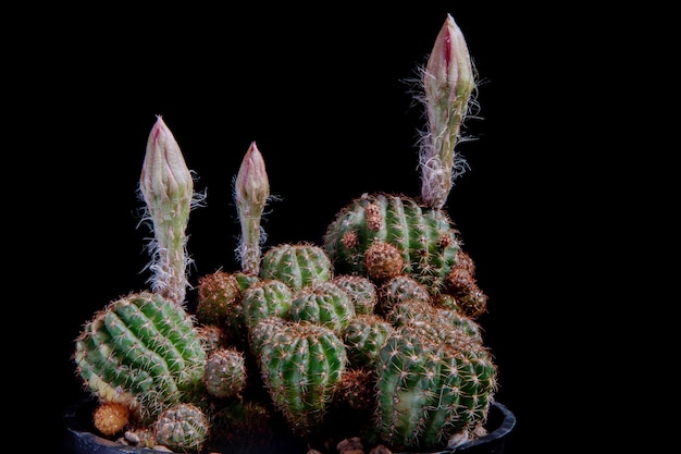 Close up lobivia cactus blooming against dark background