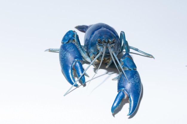 Photo close-up of lobster on white background