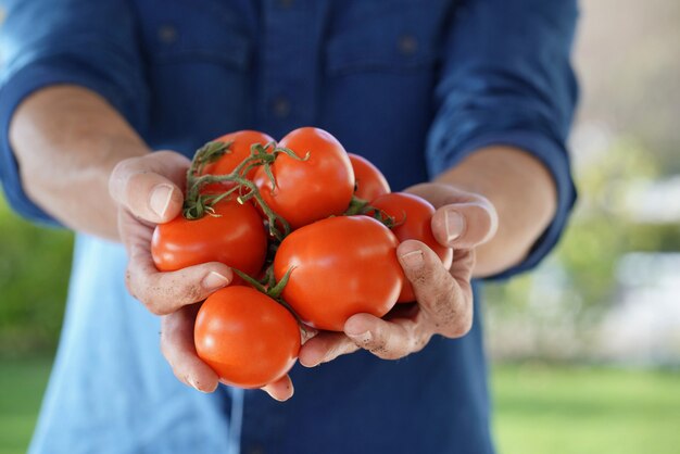 Chiuda in su delle mani del coltivatore locale che tengono i pomodori organici