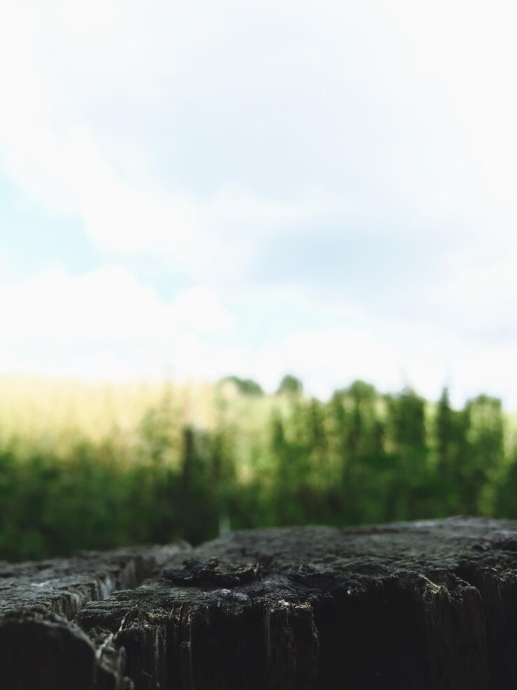 Photo close-up of log against sky