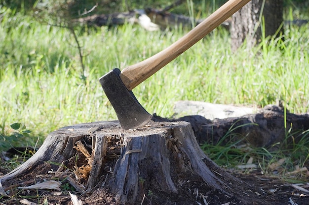 Photo close-up of log on tree stump in field