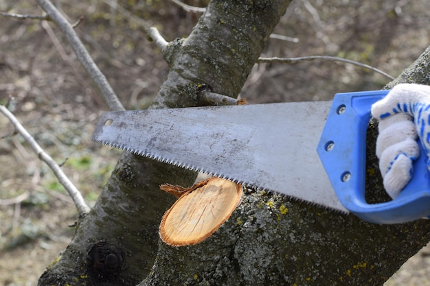 Close-up of log on tree trunk in forest