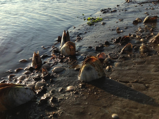 Близкий снимок бревна в воде