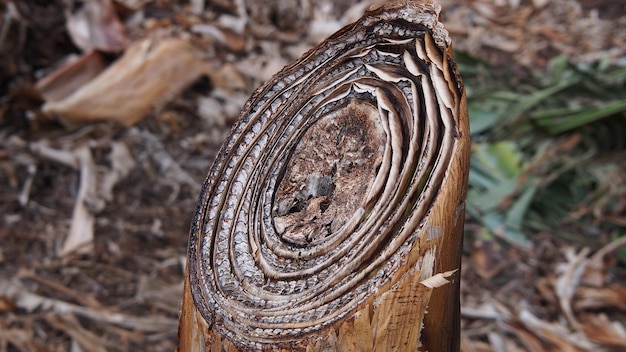 Photo close-up of log