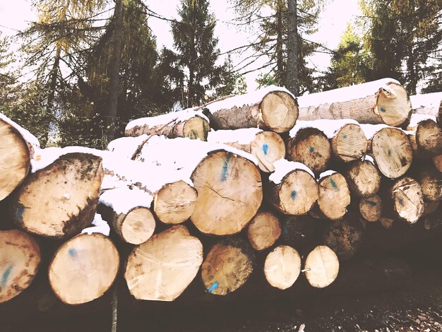 Close-up of logs against trees