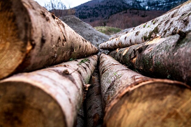 Photo close-up of logs in forest