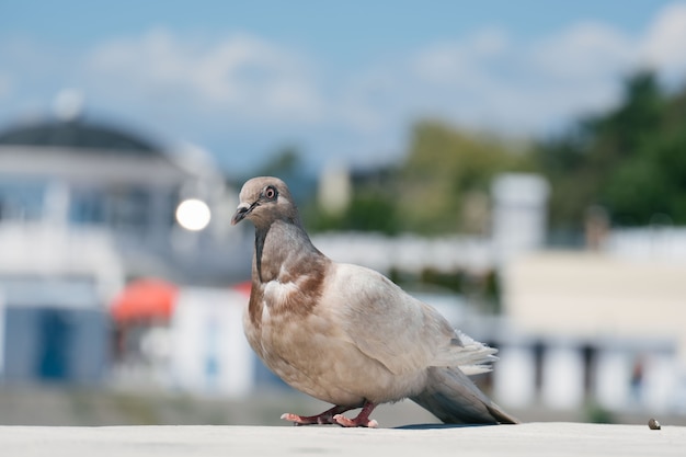 Close up of a lone pigeon on a blurred city