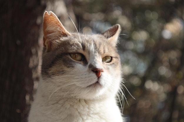 Close-up lonely and beautiful stray cat.