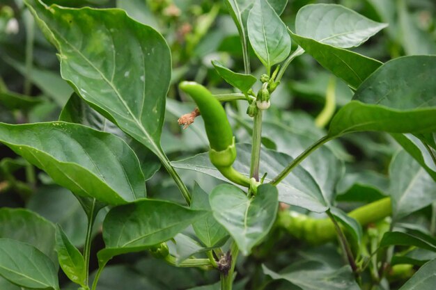 Photo close up long green chili pepper on tree in the plantation selective focus