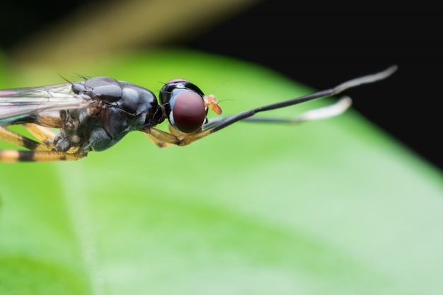 Chiuda sulla mosca della gamba lunga