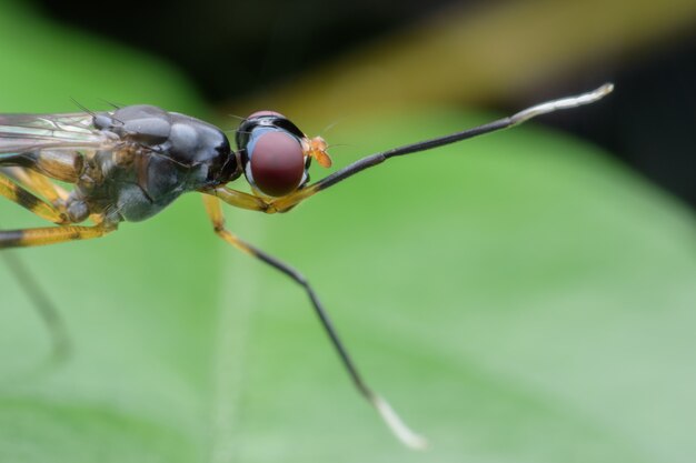 Photo close up long leg fly