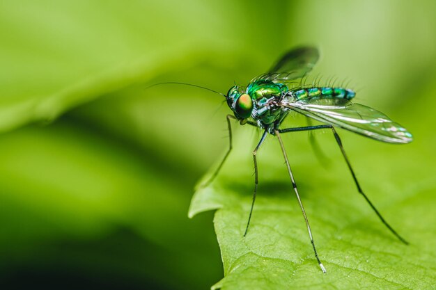 Photo close up of long-legged fly condylostylus sipho on green leaf with nature background