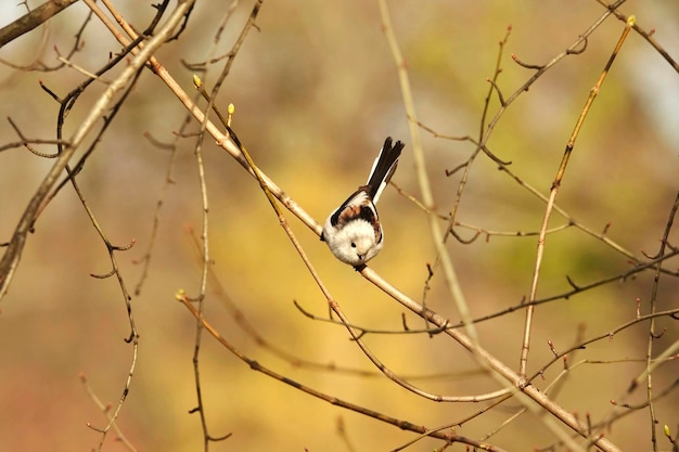 Close-up of long-tailes tit perching on branch