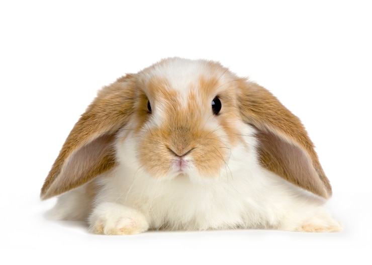 Photo close-up on a lop rabbit isolated