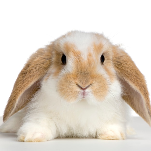 Close-up on a Lop Rabbit isolated