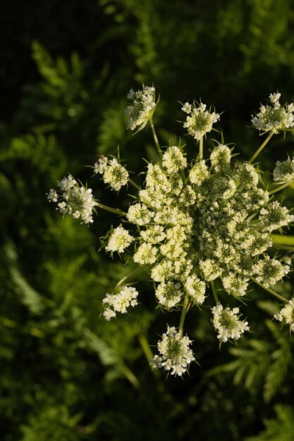 Close-up of a lot of cute little flowers in the garden