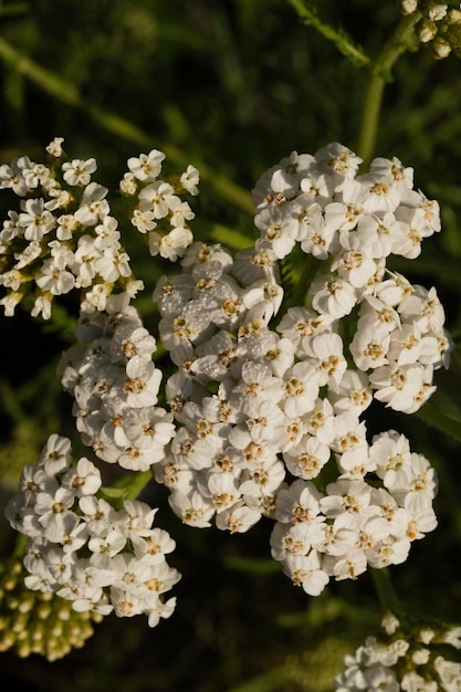 Close-up of a lot of cute little flowers in the garden