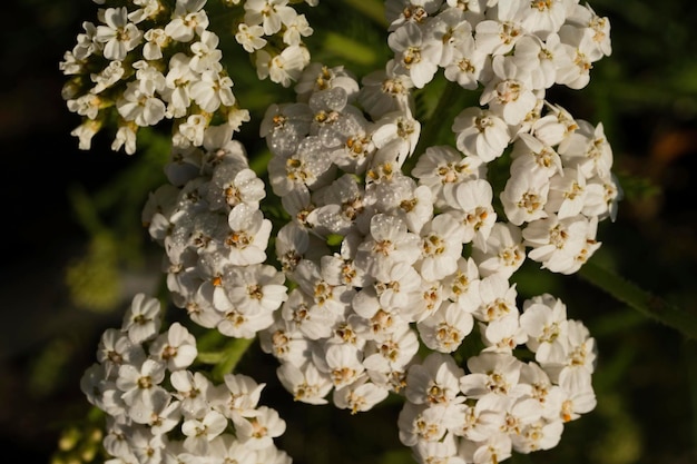 Close-up of a lot of cute little flowers in the garden