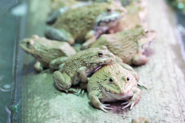 Close up a lot of field frogs in aquaculture farm in Thailand.