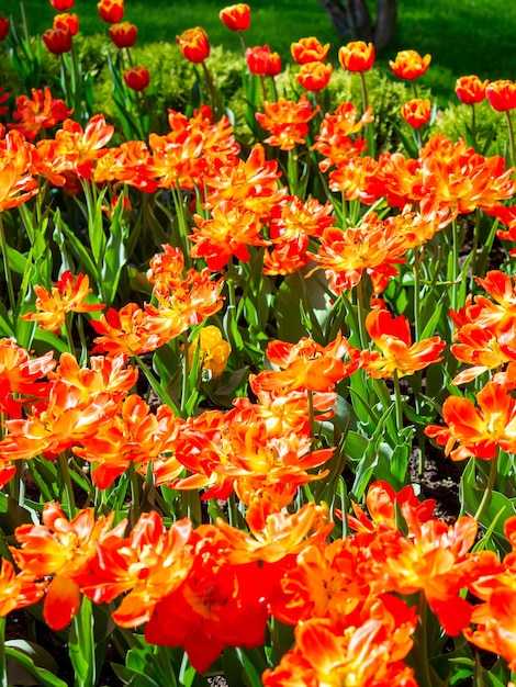 Primo piano di molti tulipani arancio-scarlatti. aiuola, può essere utilizzata come sfondo, foto verticale