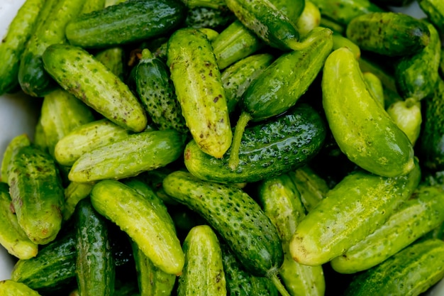 Close up of lots of fresh small cucumbers. Selective focus.