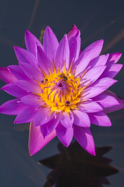 Photo close up lotus and bee