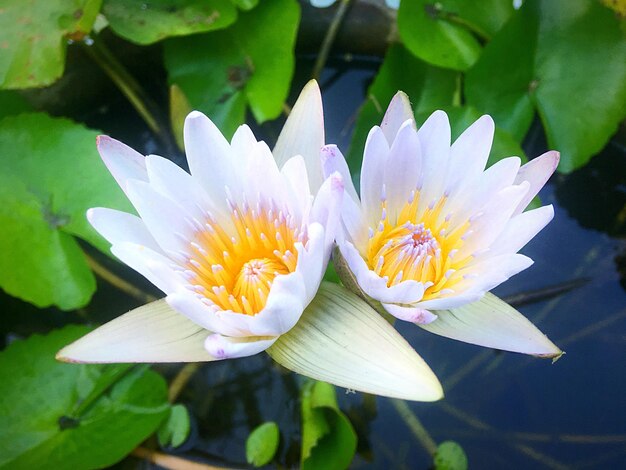 Close-up of lotus blooming outdoors