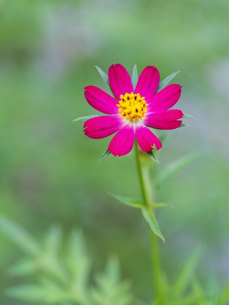 Foto close-up di un loto in fiore all'aperto