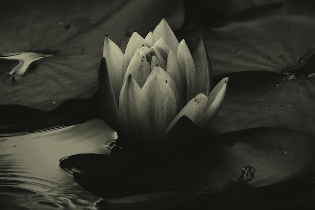 Photo close-up of lotus blooming in pond