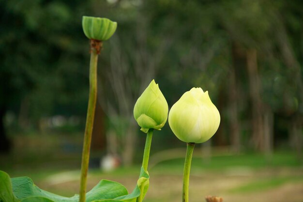 Photo close-up of lotus bud growing outdoors