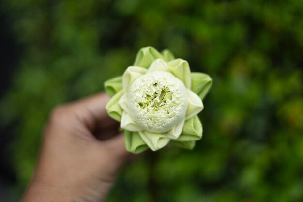 手に持った蓮の芽のクローズアップ