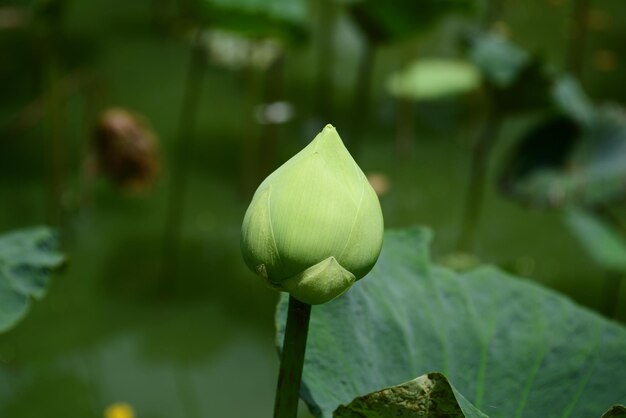 Close-up of lotus bud