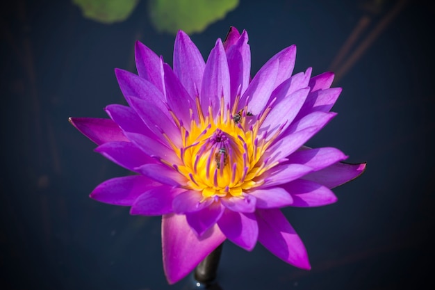 Close-up lotus en bij