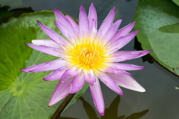 クローズアップ蓮の花、美しい蓮の花ぼやけた、またはぼかしソフトフォーカス